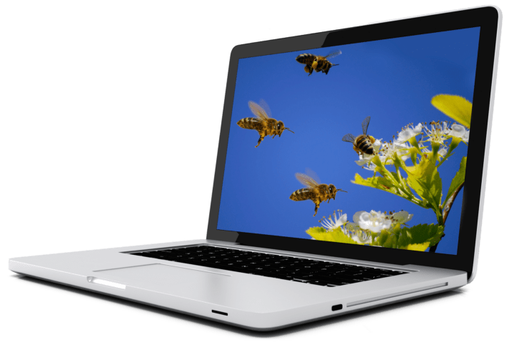seo-marketing-attracting-bees